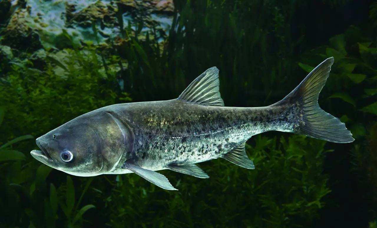 剁椒鱼头的原料,很多是人为改造的"缩骨鱼",鱼头连着鱼尾巴