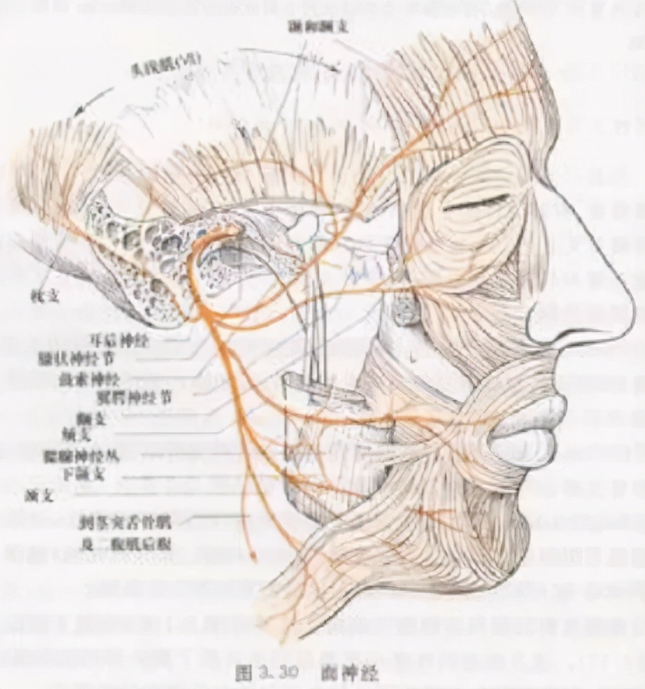 面神经支配面部的肌肉,它从耳朵后面出来后,从上到下依次发出