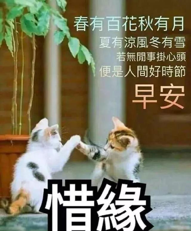 早上问候表情包大全 初春最美早安问候图片带字