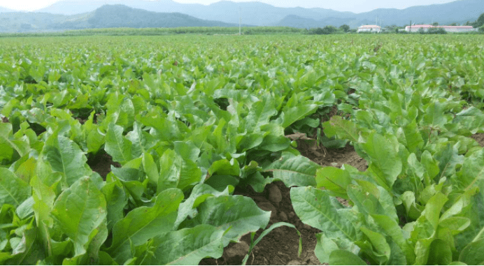 爱尚雪食叶草育苗基地