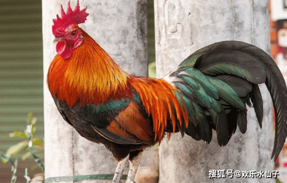 原创农历几月出生的属鸡人,在2021年否极泰来,财运亨通,大展宏图!