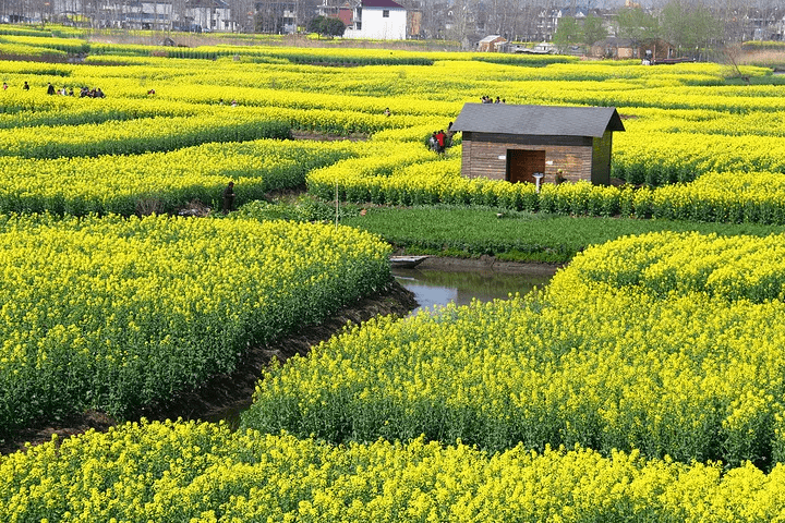 泰州市兴化水上油菜花在哪里 什么时候开 扬州兴化水上油菜花田攻略