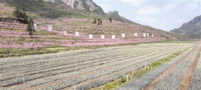 3月23日,在金海湖新区小坝镇西冲村的蔬菜种植基地,金海湖新区小坝镇