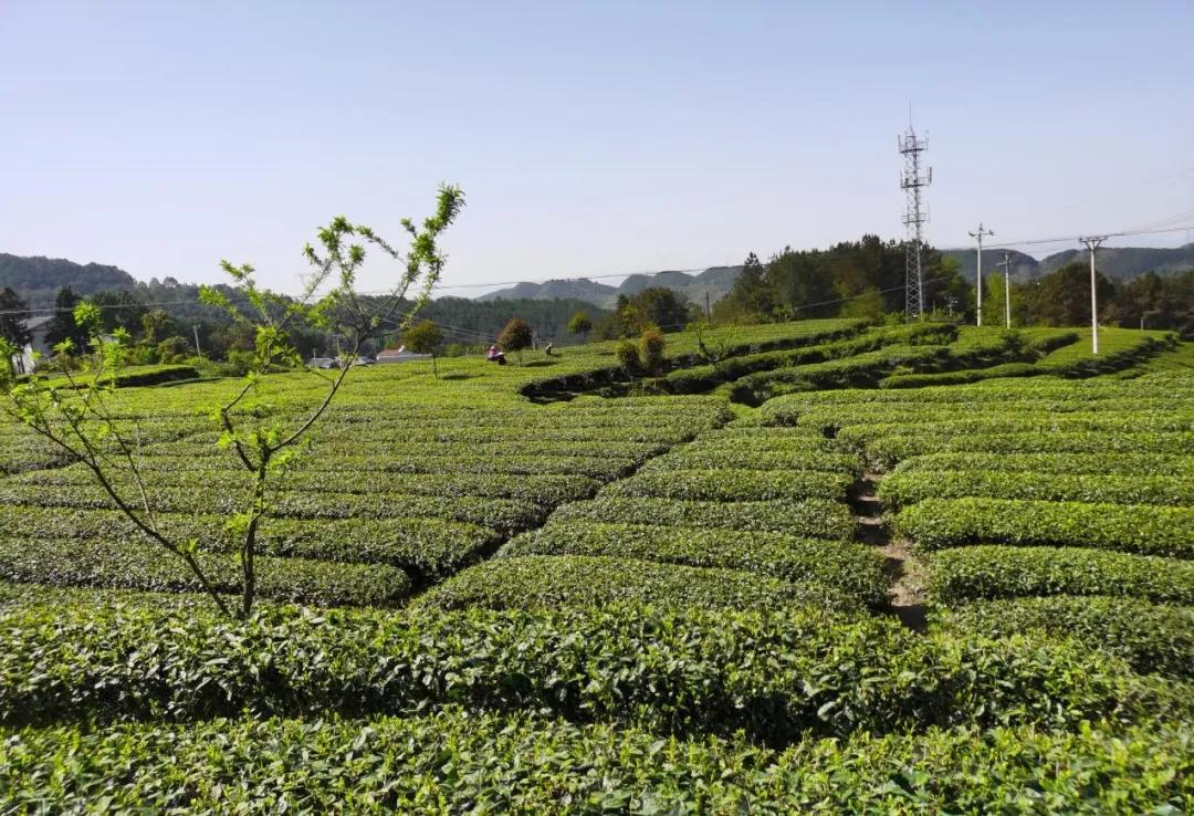 万州区孙家镇兰草村高山云雾茶园下午,区工程师协会专家一行还到兰草