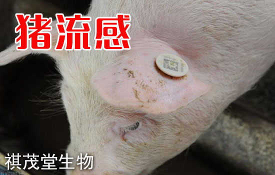 防治猪流感病毒用什么药?
