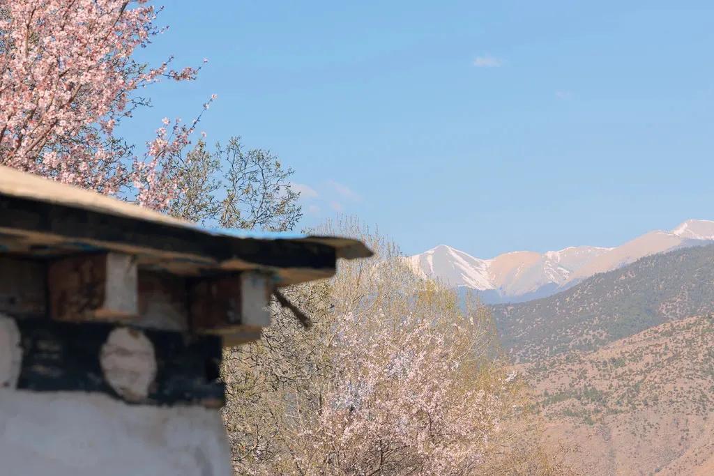 甘孜州得荣桃花 十里桃林,十里春盛