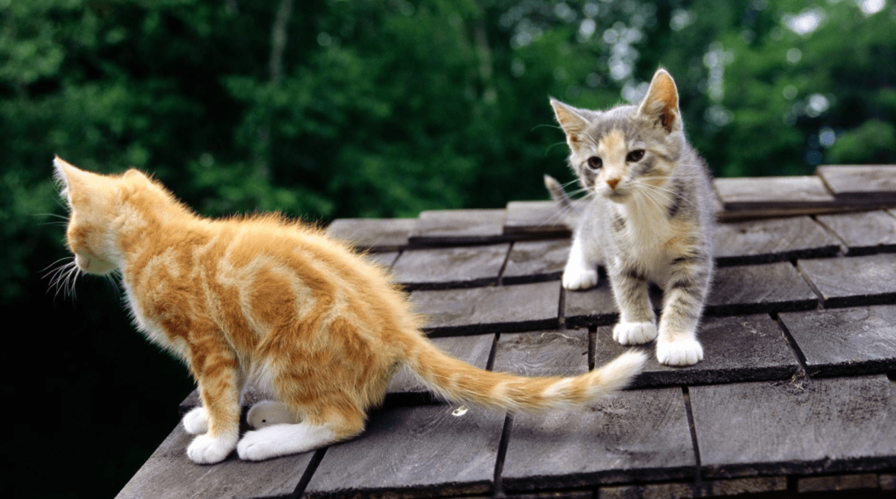 春天到了,夜里叫的猫是公猫还是母猫,为什么惨叫?