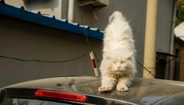 猫咪"伸懒腰"的含义,知道3个以上,就说明你爱猫,懂猫