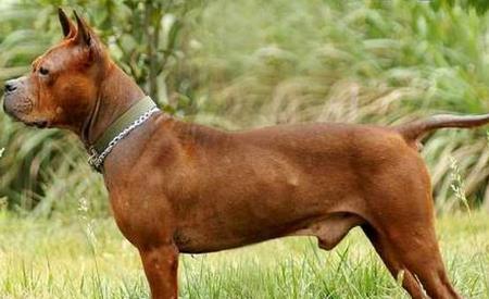 四种产自中国的顶级猎犬,堪称猎犬中的王者_凉山