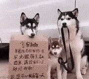 警察叔叔,主人一会就回来,你能不能稍微等会,先不要贴条.