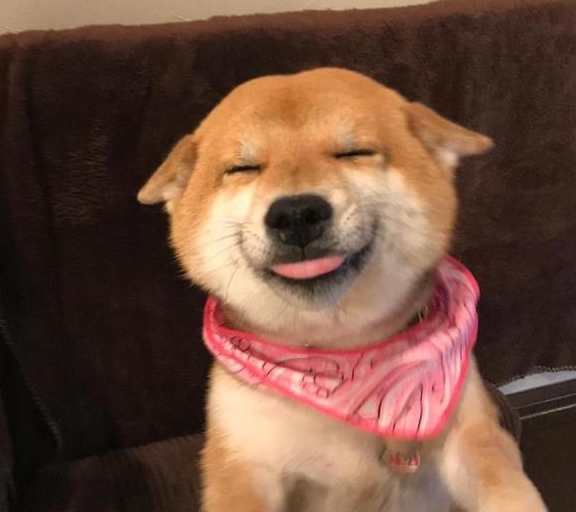 狗不要脸天下无敌!厚脸皮狗子犯错之后,怎么让它自首?
