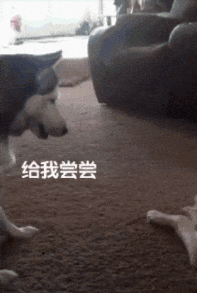 汪星人啃骨头无意中被哈士奇撞见,二哈开始各种坑蒙拐骗,然后~_兄弟