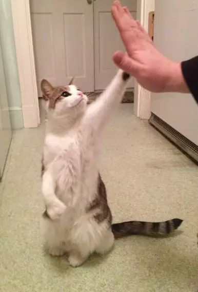 猫叔会每天分享养猫知识,和一些关于猫咪有趣的故事,回答您养猫时所