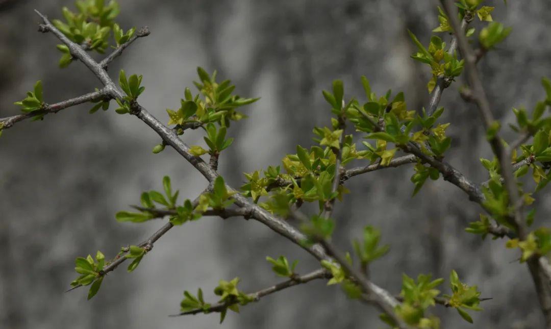 卵叶鼠李rhamnus bungeana,北方常见小灌木.