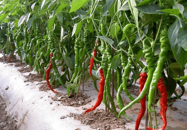 种植辣椒如何施肥能够增产提质?