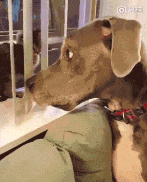 然后汪星人面对突然出手袭击的喵星人,瞬间就懵逼了,露出了一副不可