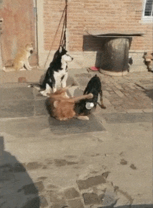 金毛和黑狗打架玩,二哈在抢镜头,真不愧为