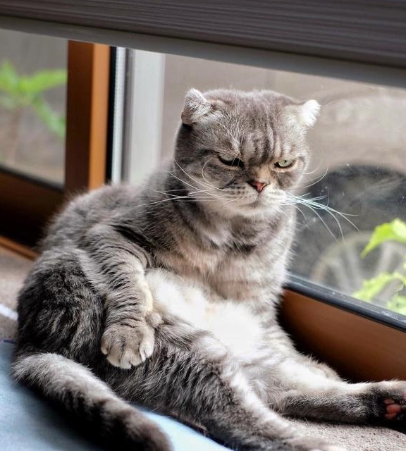 猫咪天生一副不爽样,每秒表情都超凶狠,竟意外受网友喜欢!