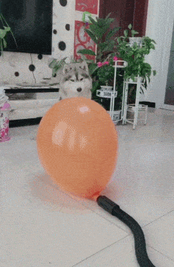 主人拿气球吓唬狗狗,气球被吹胀后,狗表情让人无语!