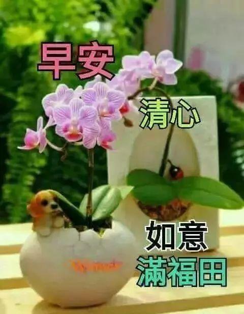 微信群发的特漂亮的早安问候语,温馨早安问候祝福语表情动图