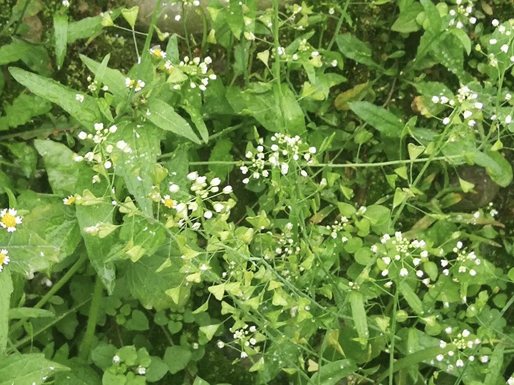三月三,荠菜花煮鸡蛋
