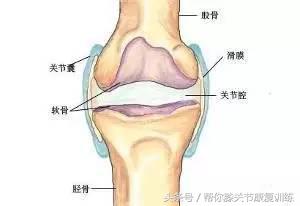 也有少数人称它叫" 软骨滑膜"它有3~7毫米厚,正常的软骨呈淡白色,表面