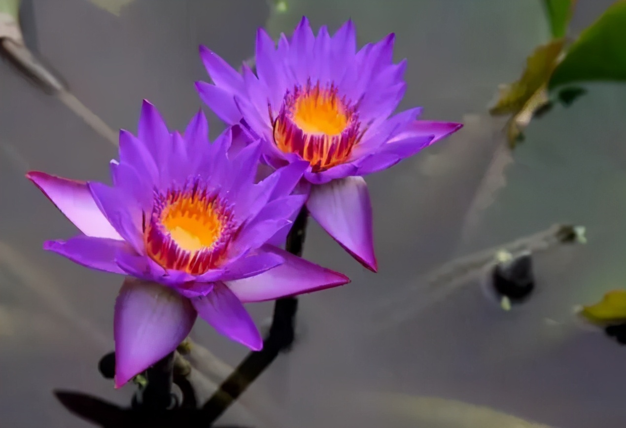 十大名贵花卉,你知道吗?