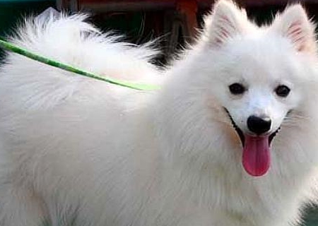 知道银狐犬吗?美丽可爱的外表下,却让人付出了更多的心思