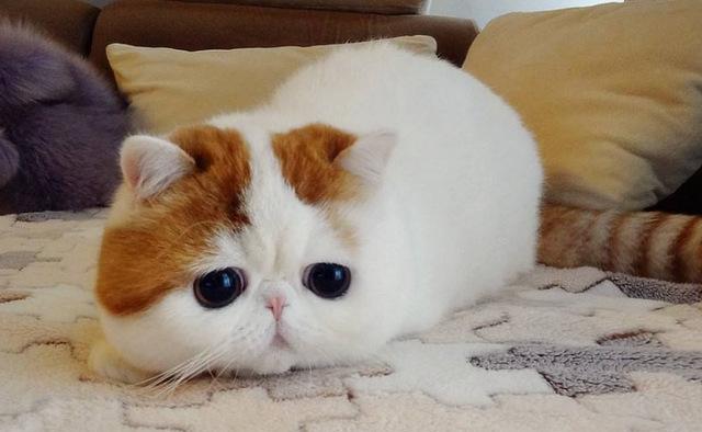 世界10大最好看的猫咪,波斯猫和布偶猫成功入选,你最喜欢哪个?
