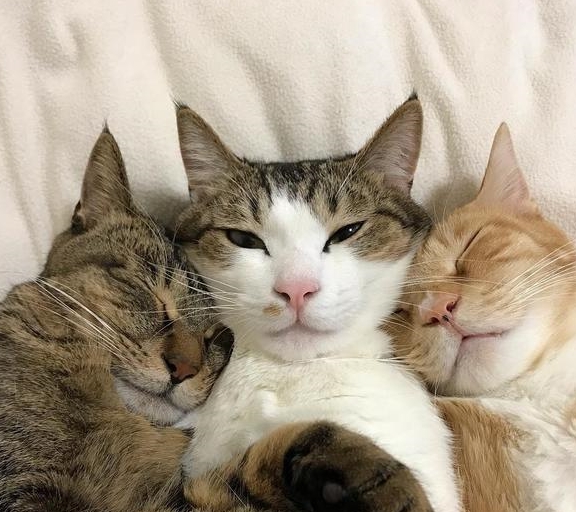 原创萌猫兄弟超喜欢一起睡,三只猫咪靠睡姿吸引数万粉丝,让人变放松