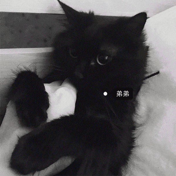 有人说养了一只喵喵都觉得穷神奇铲屎官我就是那个养了8只喵喵的大家