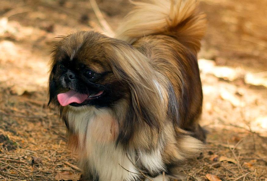 世界名犬——北京犬(京巴,狮子狗)玩具犬