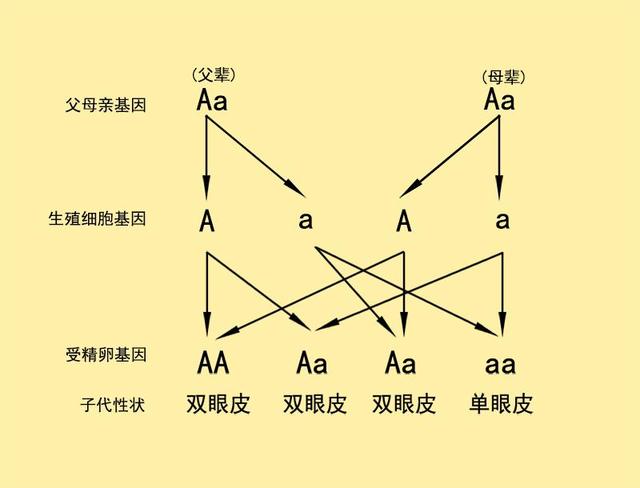 原创为什么亚洲人很多单眼皮欧美人多是双眼皮珍惜单眼皮吧