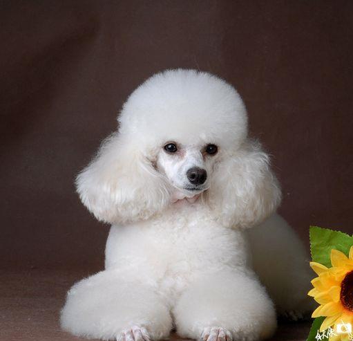 小型犬—贵宾犬poodle