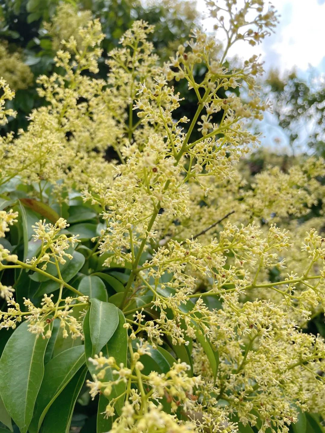 的荔枝花细听此处深处的耳语和华夏君一起暂时放下手中的书卷吧开花