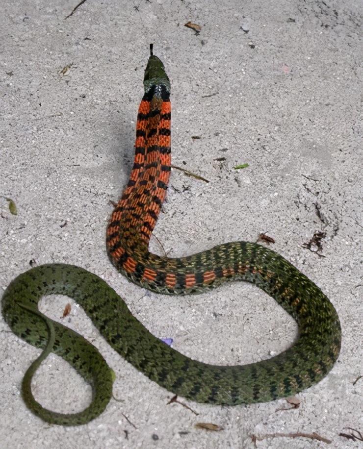 虎斑颈槽蛇:俗称"野鸡脖子,自身无毒,却能靠"吸毒"来放毒