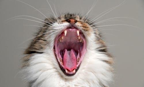 猫咪牙齿卫生并非小事,铲屎官给喵星人定期刷牙保证健康!