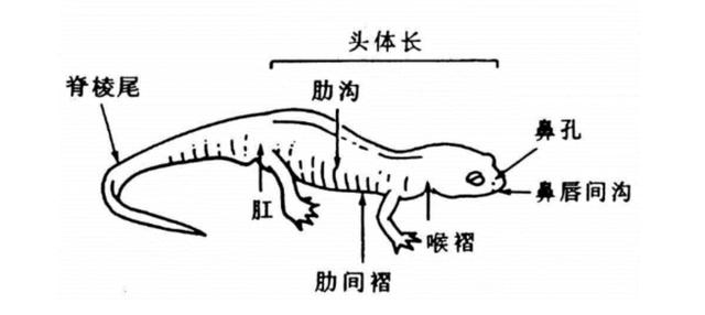 4亿年历史的南极化石中发现了一种远古巨型火蜥蜴一样的两栖动物体,长