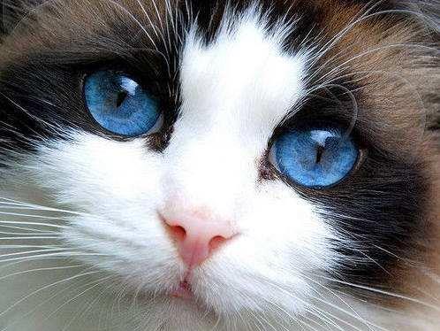 猫星人布偶猫:布偶猫海洋一般的眼睛