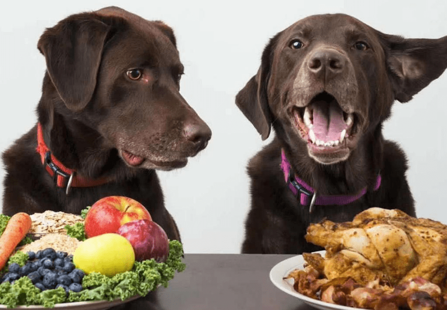 狗狗缺"微量元素"吃什么?