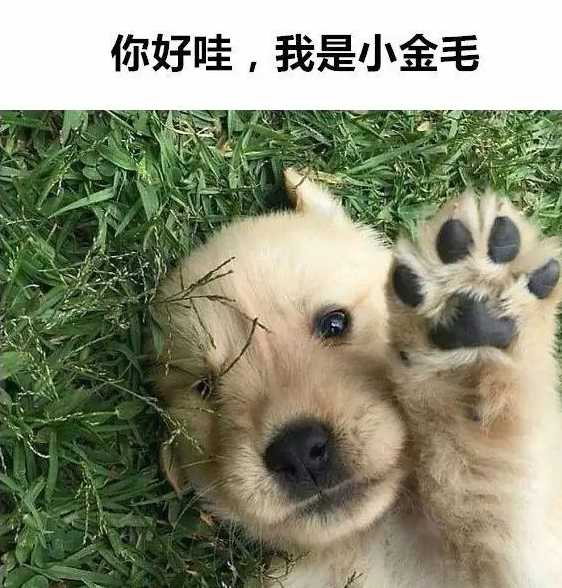 金毛小时候呆萌的样子,真让人把持不住啊!