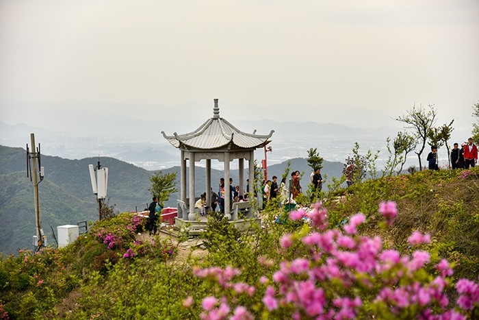 宁波奉化西坞金峨杜鹃谷看杜鹃花