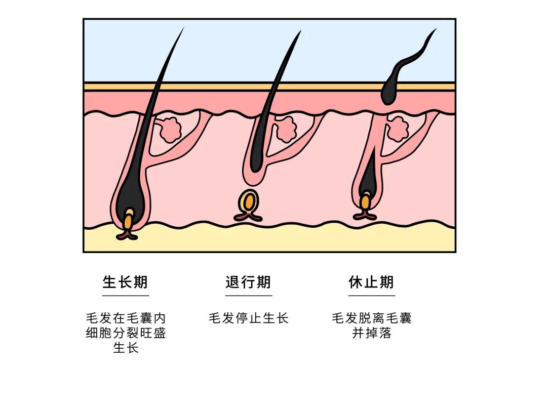 黑芝麻和姜真的防脱发吗?