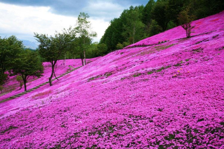 家里有小院,养上"地皮花,耐冻耐热,泛滥一大片,铺满小院子