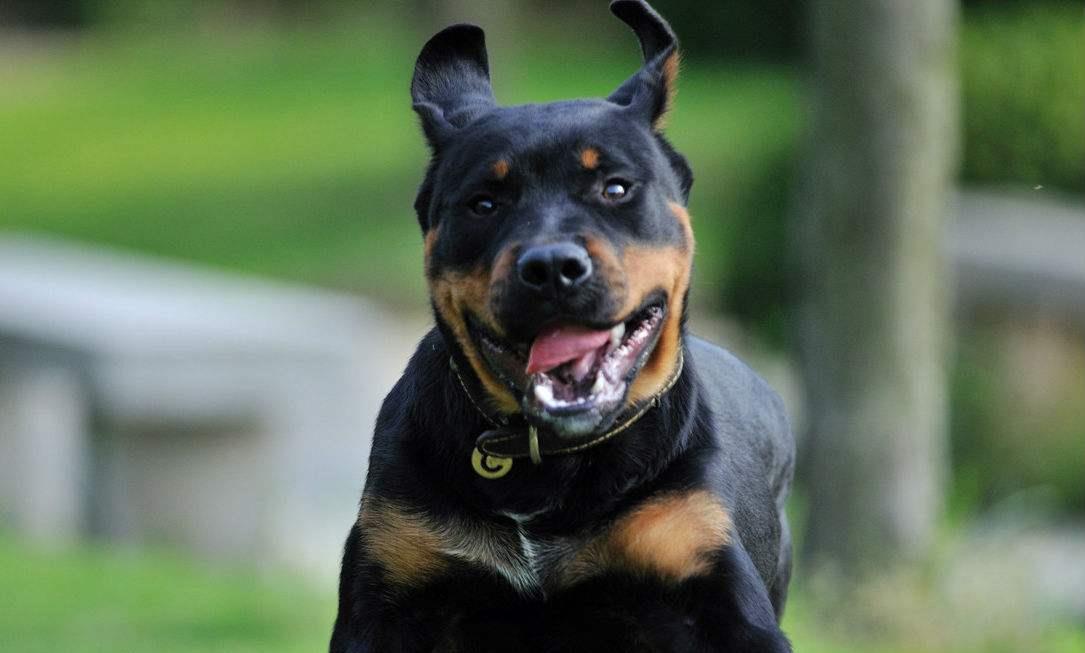 罗威纳犬——犬中战士!勇敢,力量的象征
