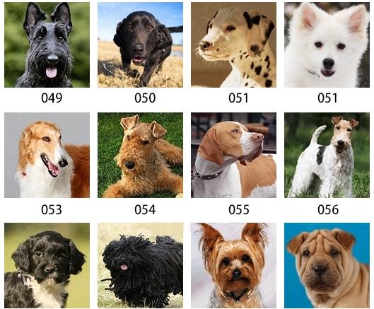 美国akc纯种狗178个品种,只有5%的人能认全,你来试试!