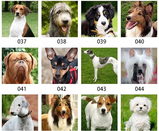 美国akc纯种狗178个品种只有5的人能认全你来试试