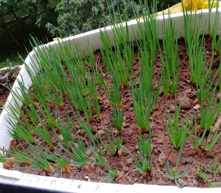 原创阳台种小葱,20天 吃一茬,根根粗壮,连着收割好几年