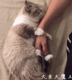 这只短腿猫两个月没见铲屎官,当它再次见到铲屎官后居然这样