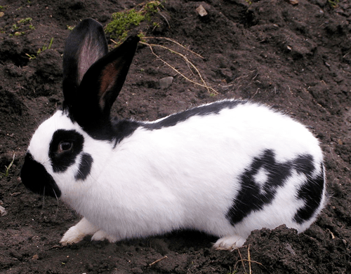 giant rabbit),长得有点像奶牛:另外,目前世界最重的兔子也是佛兰德巨